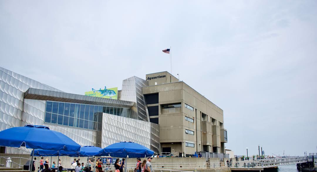 Acuario New England